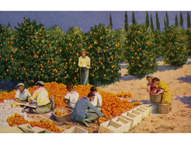 Six colored postcards of Jaffa Oranges printed in England. On their backsides a detailed description in English of the differ